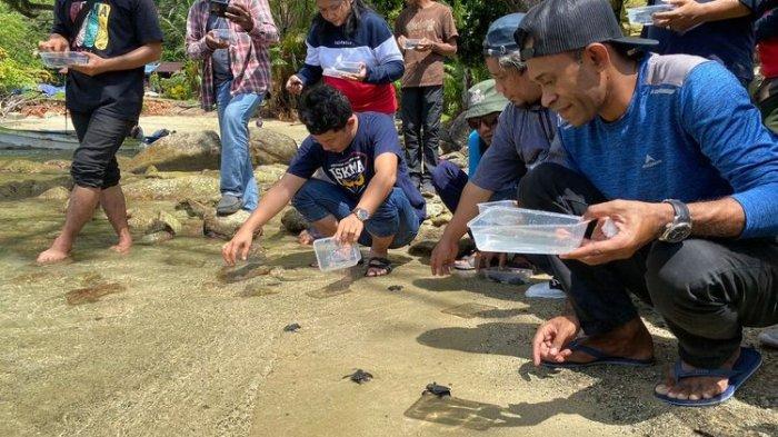 Balai Besar Konservasi Sumber Daya Alam (BBKSDA) Papua bersama kelompok Desa Binaan Konservasi Marekisi Nung dan Perusahaan Listrik Negara (PLN) Unit Induk Pembangunan (UIP) Maluku Papua melepasliarkan 20 ekor penyu lekang (Lepidochelys olivacea) di di Pantai Marekisi, Kampung Yewena, Distrik Depapre, Kabupaten Jayapura, Papua, Sabtu (28/5/2022).