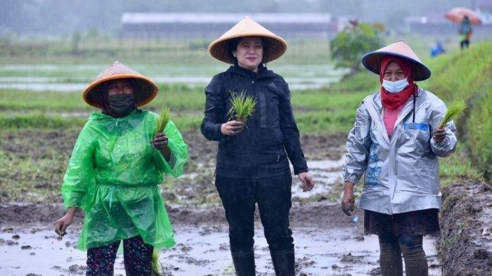 Ketua Dewan Perwakilan Rakyat (DPR) Republik Indonesia (RI) Puan Maharani saat menanam padi di area persawahan Sendangmulyo, Sleman, Daerah Istimewa Yogyakarta (DIY), Kamis (11/11/2021).