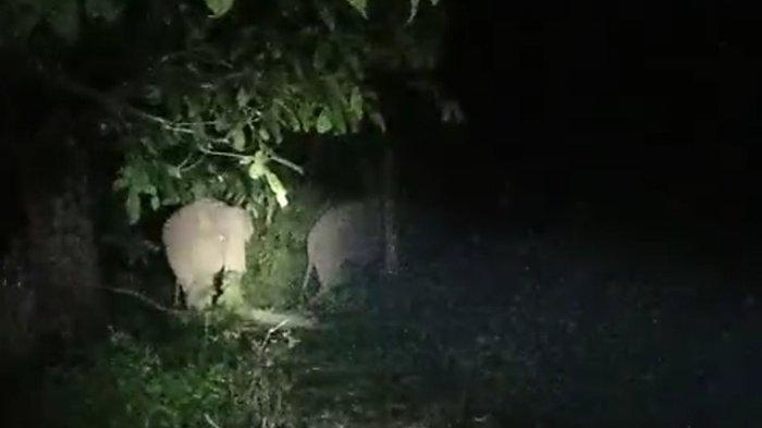 Dua ekor gajah liar menyasar masuk ke perkebunan kelapa sawit milik warga di Desa Kuala Terusan, Kecamatan Pangkalan Kerinci, Kabupaten Pelalawan, Riau pada Rabu (13/01/2021).