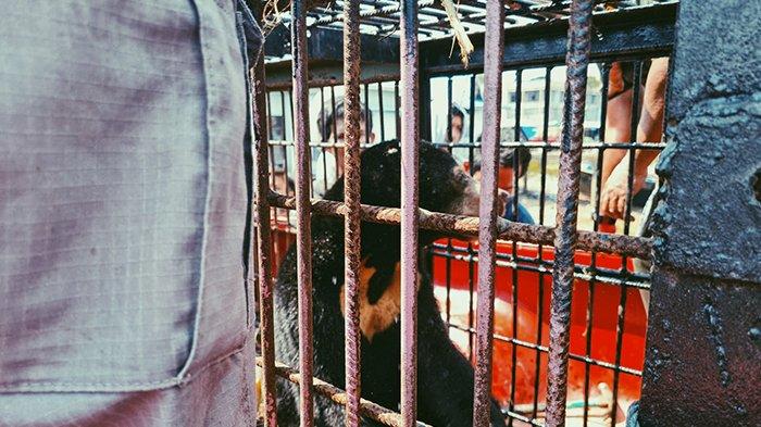 Proses evakuasi anak beruang madu diserahkan kepada pihak BKSDA Riau di Pelabuhan Lasdap Tembilahan, Kamis (29/7/2021).