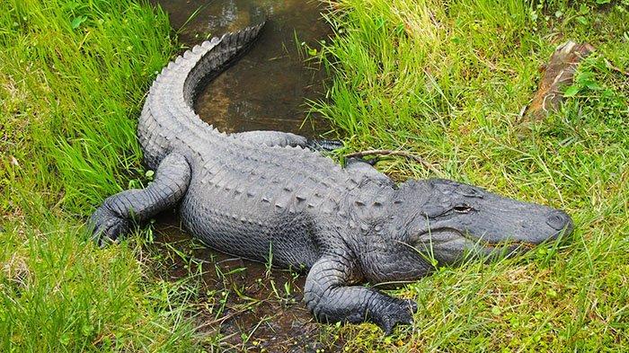 Buaya menyaru di rerumputan