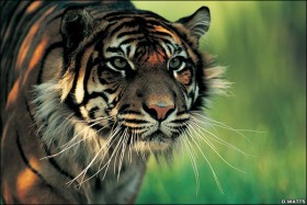 57 Orang Tewas Diterkam Harimau, 69 ekor Harimau Dibunuh