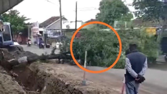 Mobil Daihatsu Sirion yang tertimpa pohon di Tawangsari, Sukoharjo pada Sabtu (13/11/2021).