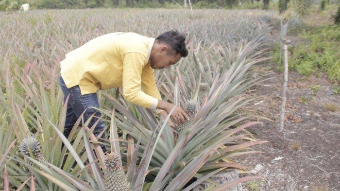 Seorang petani nanas di Tanjung Kuras mengecek buah nanasnya, kamis (12/9/2019).