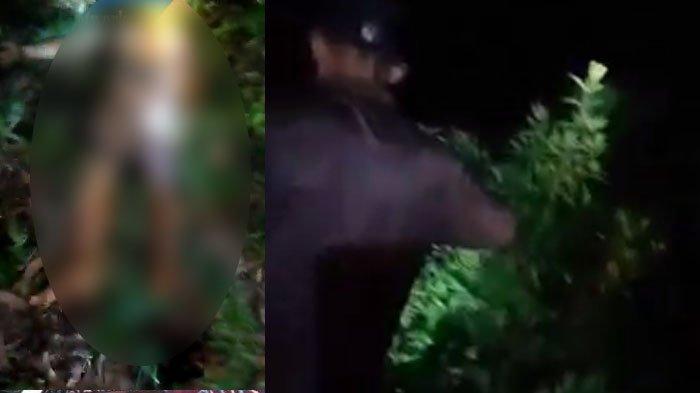 Remaja 13 Tahun Diseret Harimau Sumatera di Kampung Teluk Lanus, Siak Riau