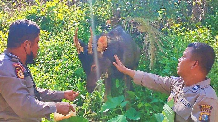 Rusa jinak tak berontak saat dielus petugas gabungan yang melakukan patroli karhutla di kawasan Rambah, Riau.