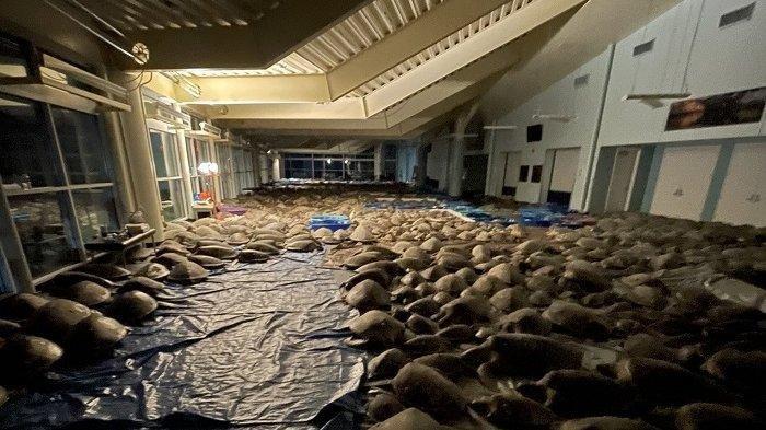Sea Turtle, Inc. telah menyelamatkan lebih dari 4.000 penyu laut yang pingsan di Pulau Padre Selatan akibat badai musim dingin.