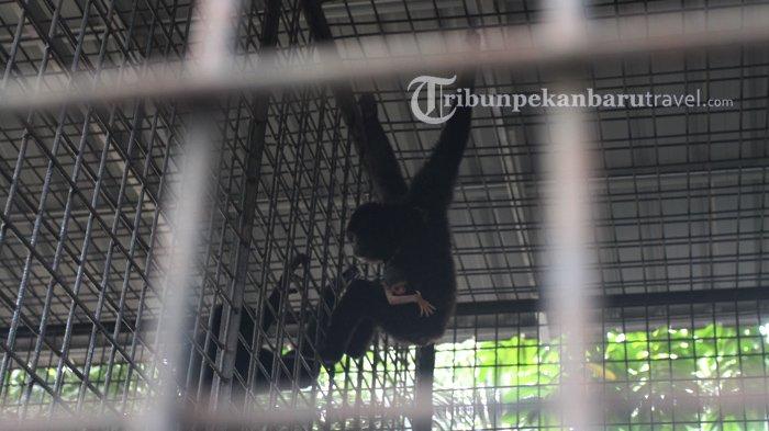 Sirin, induk uwo ungko menggendong bayi yang baru dilahirkannya di dalam Kandang Transit Satwa BBKSDA Riau.