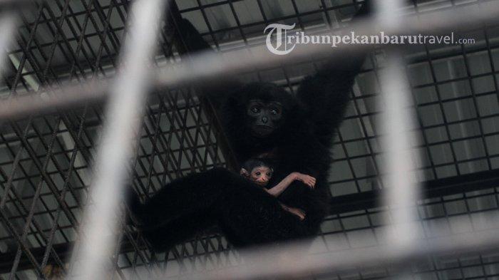 Sirin, induk uwo ungko menggendong bayi yang baru dilahirkannya di dalam Kandang Transit Satwa BBKSDA Riau.