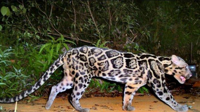 Macan dahan