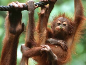 Orangutan di Dusun Kepayang, Berhasil Diselamatkan