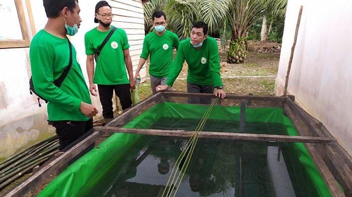 Tambak ikan Nila di Desa Karya Baru, Kec.Marau, Kab.Ketapang - Kalbar