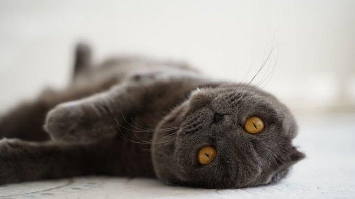 Ilustrasi kucing scottish fold.