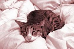 Seperti Matinya Kucing