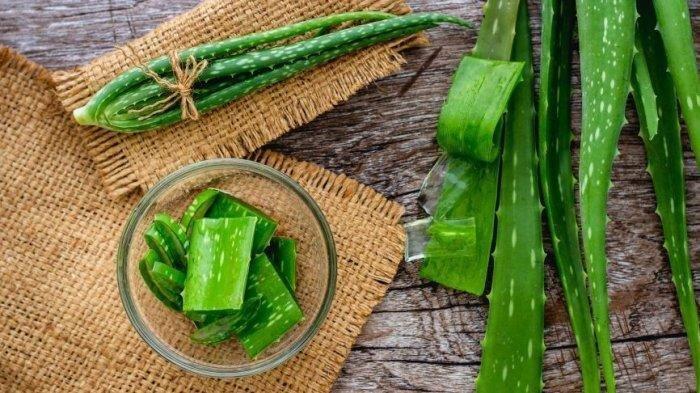 Lidah buaya memiliki banyak manfaat untuk menumbuhkan rambut rontok.
