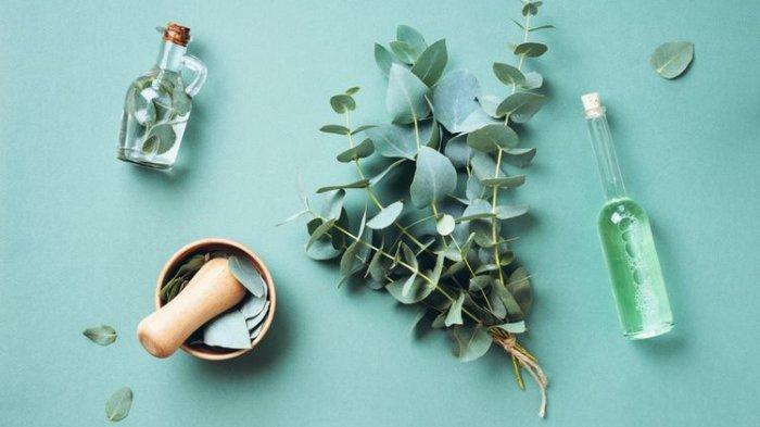 Minyak kayu putih atau eucalyptus bisa menjadi bahan alami untuk usir keberadaan berbagai serangga di rumah sekaligus nyamuk