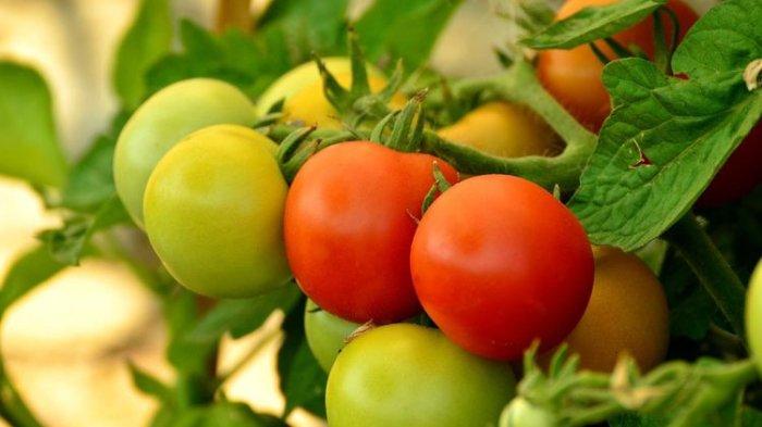 Tomat memiliki banyak manfaat untuk menunjang kecantikan