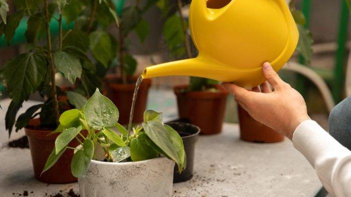 Penting untuk menyiram tanaman secara teratur dan secukupnya agar tanaman lebih segar
