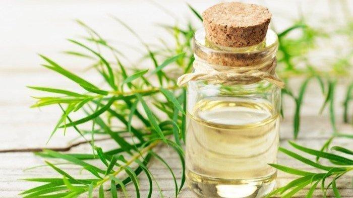 Tea Tree Oil bermanfaat bagi kesehatan termasuk mencegah ketombe