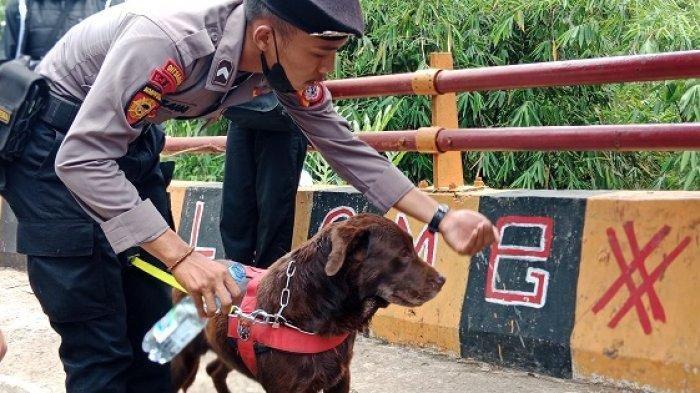 Anjing pelacak milik K-9 Polda Jabar dikerahkan mencari Yana yang dilaporkan hilang secara misterius di kawasan Cadas Pangeran, Kabupaten Sumedang, Jawa Barat, Kamis (18/11/2021).