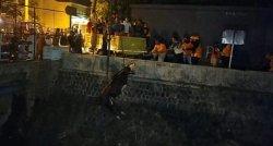 Memakan Waktu 4 Jam, Proses Evakuasi Sapi yang Nyemplung ke Kali Jenes Solo Gunakan Crane