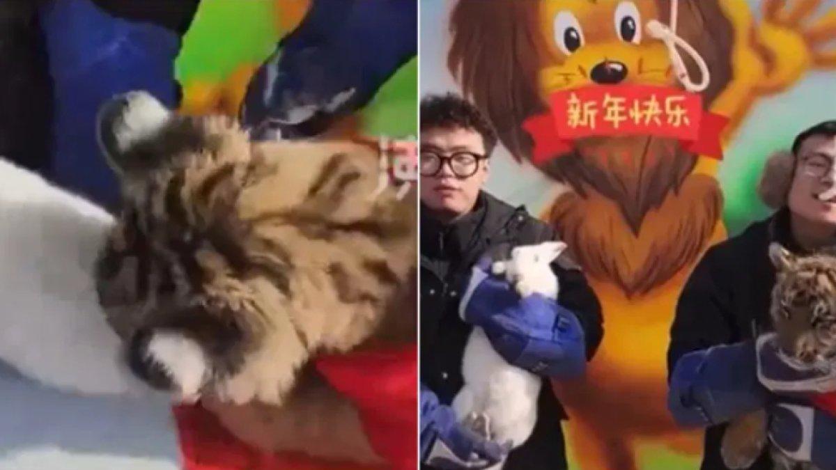 VIRAL perayaan pergantian tahun baru China di kebun binatang Tiongkok berlangsung mencekam dikarenakan ini.