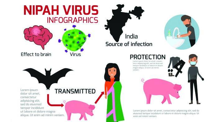 Ilustrasi Infografis Virus Nipah