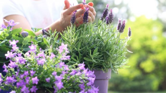 Ilustrasi tanaman lavender.