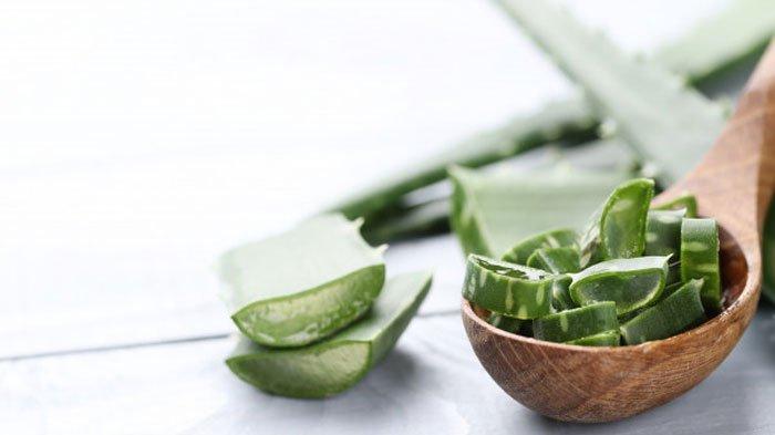 Lidah buaya atau aloe vera untuk jerawat