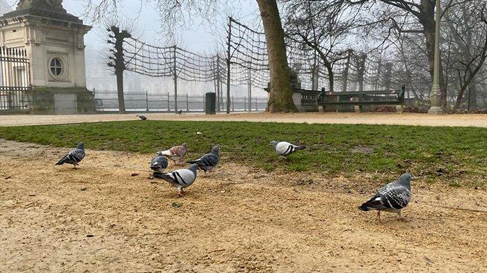 Merpati di Brussels