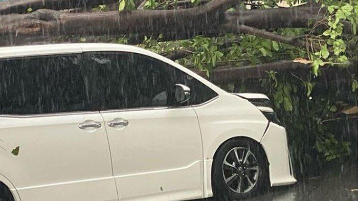 Mobil Eros Djarot tertimpa pohon besar.