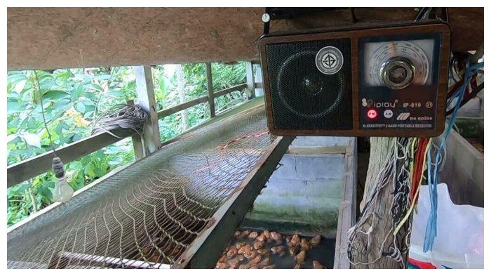 Peternakan Katak milik Rit Lomkong