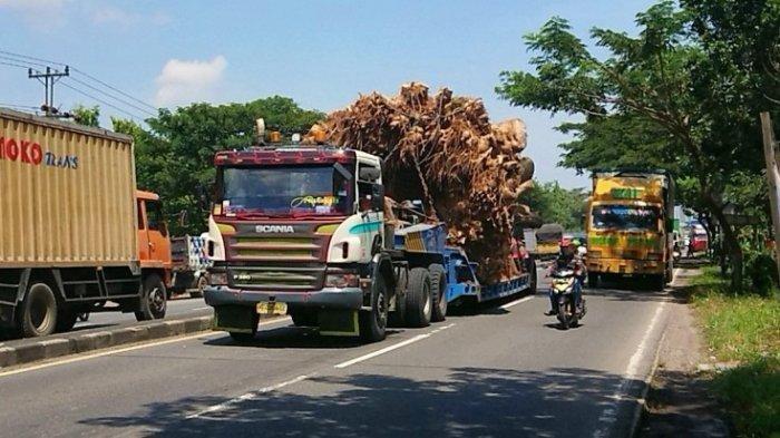 Truk bermuatan pohon Baobab raksasa terlihat melalui jalur Pantura.