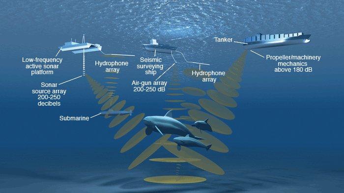 Sonar dari kapal-kapal laut yang memengaruhi kemampuan ekologi paus