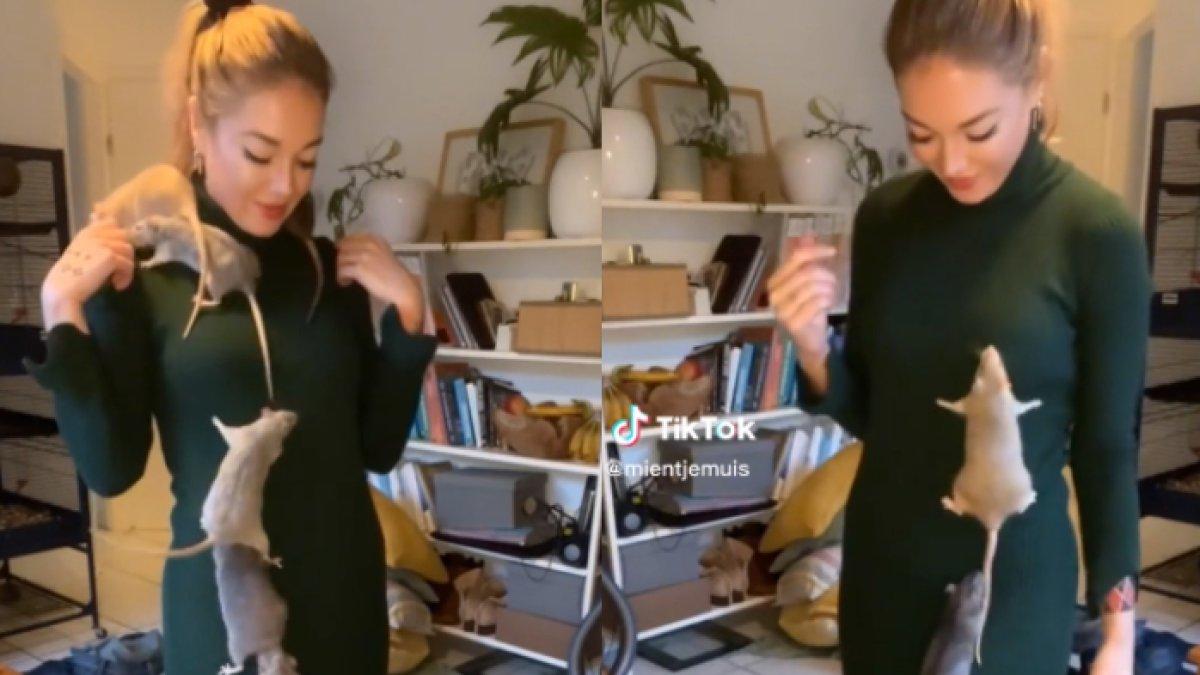 Viral, seorang wanita memelihara 7 ekor tikus dan tak merasa jijik, dianggap sebagai kesayangannya.
