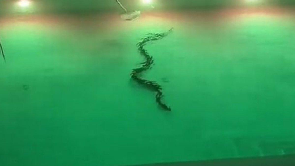 Seleb TikTok rekam momen menegangkan sejumlah staf hotel menangkap ular raksasa yang terjebak di dalam kolam renang.