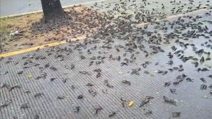 Hasil tangkap layar dari video milik petugas kebersihan Pemkot Cirebon, Selasa (14/9/2021). Ratusan burung mati mendadak di halaman Pemkot Cirebon.