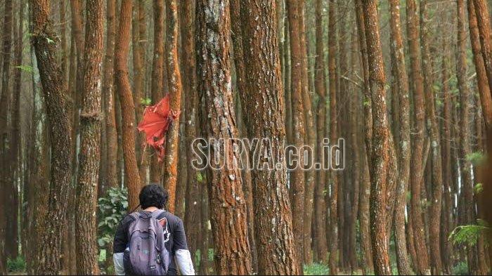 Hamparan hutan pinus di Desa Sumberputih, Kecamatan Wajak, Kabupaten Malang.