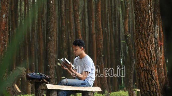 Hamparan hutan pinus di Desa Sumberputih, Kecamatan Wajak, Kabupaten Malang.