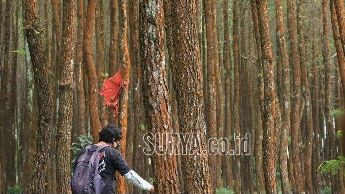 Hamparan hutan pinus di Desa Sumberputih, Kecamatan Wajak, Kabupaten Malang.