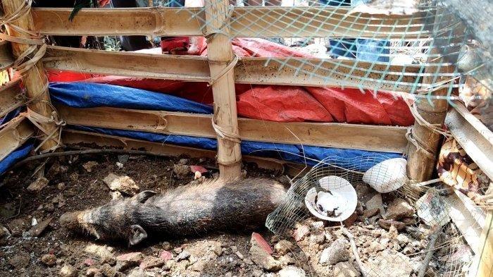 Babi yang diyakini hewan jadi-jadian diamankan warga Selasa 27 April 2021