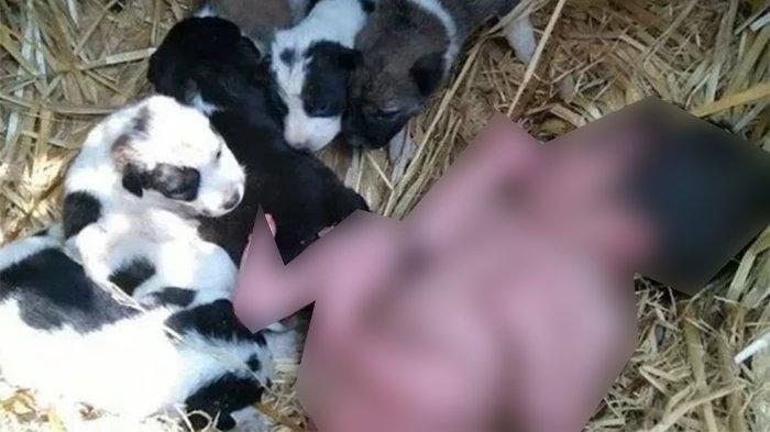Ditemukan bayi di hutan India, selamat karena dijaga induk anjing dan anak-anaknya