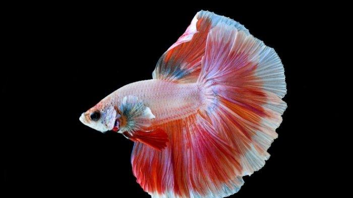 Halfmoon double tail adalah jenis ikan cupang halfmoon yang memiliki ekor ganda