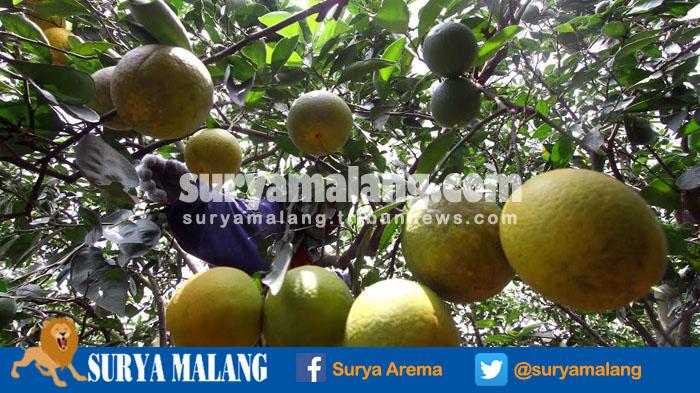 Seorang petani sedang memanen jeruk di Desa Selorejo, Kecamatan Dau, Kabupaten Malang, Rabu (21/9/2016)