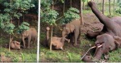 Video Memilukan, Ibu Gajah Coba Bangunkan Anaknya yang Tewas Akibat Sengatan Pagar Listrik
