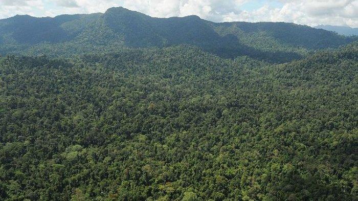 Ilustrasi hutan Kalimantan di negara bagian Sabah, Malaysia.
