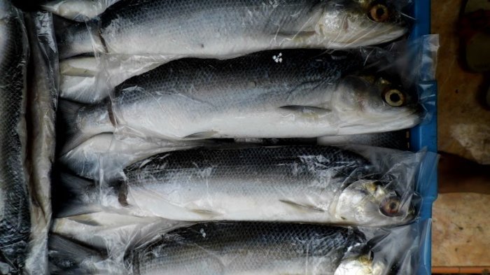 Ikan bandeng, satu di antara hidangan yang jadi tradisi sajian Tahun Baru Imlek di Indonesia.
