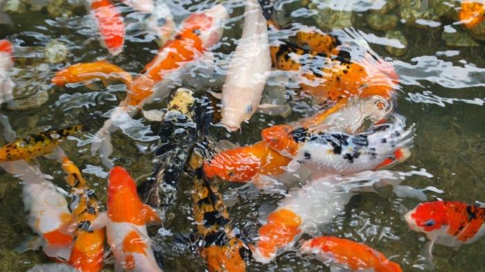 ikan koi