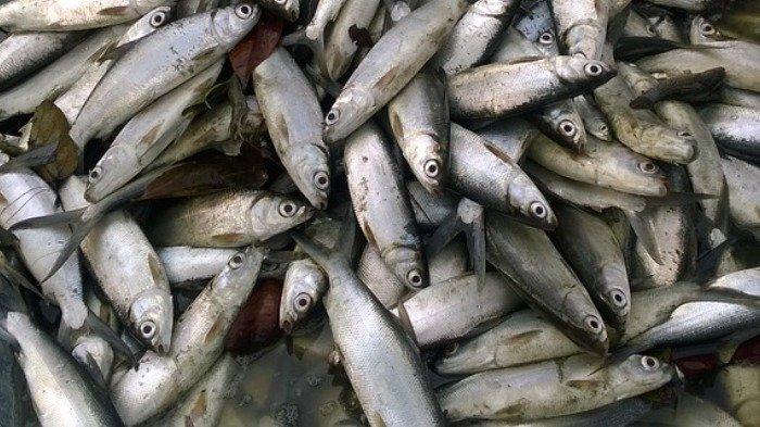 Ilustrasi ikan bandeng yang jadi sajian khas Tahun Baru Imlek.
