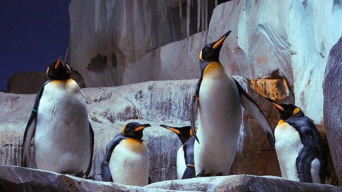 Ilustrasi penguin. Seekor penguin mencuri perhatian selama gelaran Piala Dunia 2022 di Qatar usai sukses memprediksi lima hasil pertandingan dengan tepat.